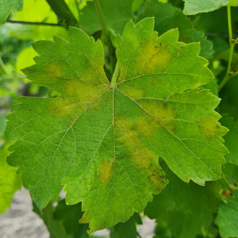 Feuille de vigne tâchée de mildiou
